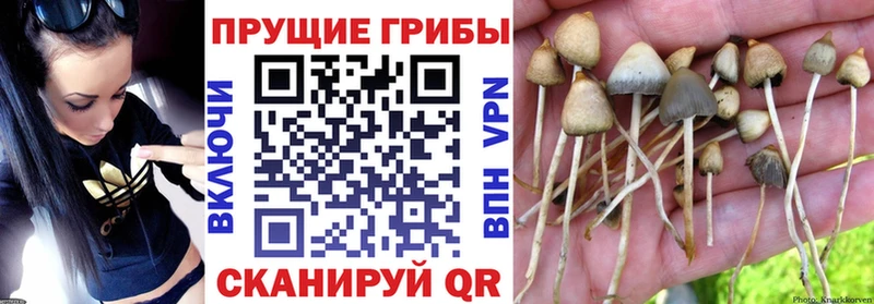 наркошоп  Зарайск  blacksprut tor  Псилоцибиновые грибы Cubensis 